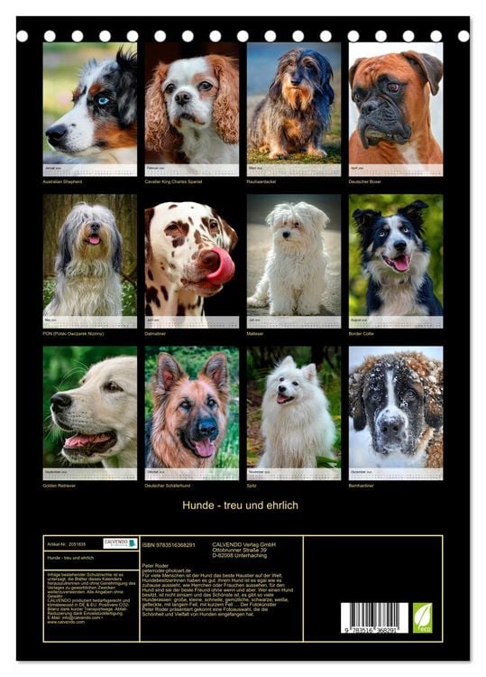 Produktbild: Hunde - treu und ehrlich (Tischkalender 2026 DIN A5 hoch), CALVENDO Monatskalender