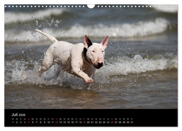 Produktbild: Bullterrier 2026 - Kleine Clowns mit gro&szlig;em Herz (Wandkalender 2026 DIN A3 quer), CALVENDO Monatskalender
