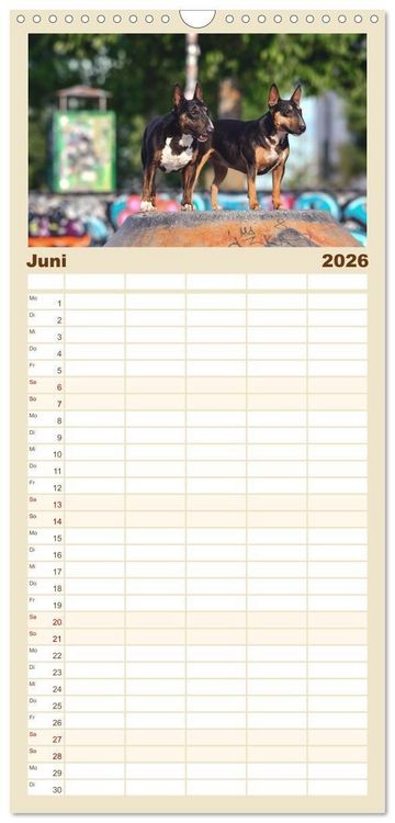 Produktbild: Familienplaner 2026 - Bullterrier - charmante Herzensbrecher mit 5 Spalten (Wandkalender, 21 x 45 cm) CALVENDO