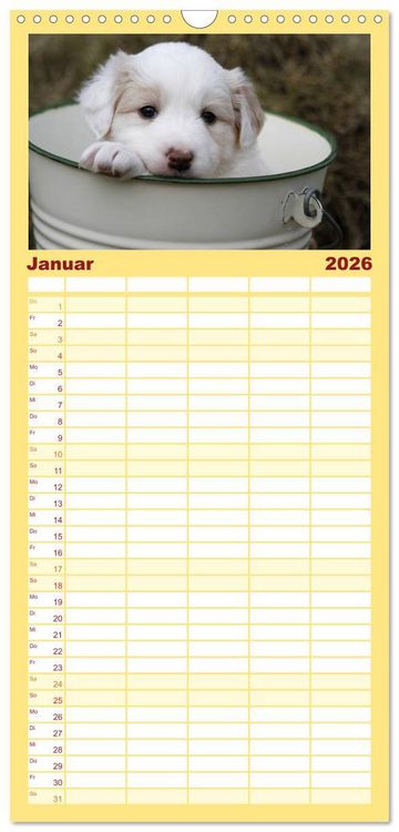 Produktbild: Familienplaner 2026 - Border Collie Welpen mit 5 Spalten (Wandkalender, 21 x 45 cm) CALVENDO