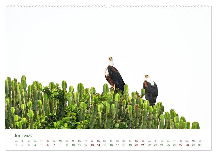 Produktbild: Tierwelten UGANDA (hochwertiger Premium Wandkalender 2026 DIN A2 quer), Kunstdruck in Hochglanz