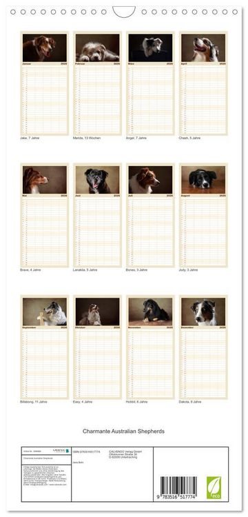 Produktbild: Familienplaner 2026 - Charmante Australian Shepherds mit 5 Spalten (Wandkalender, 21 x 45 cm) CALVENDO
