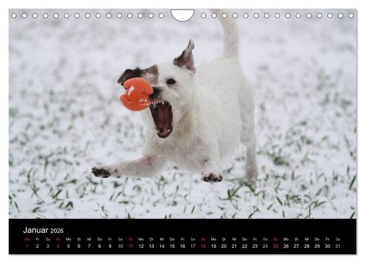 Produktbild: The Bravehearts und Freunde - Parson Russells (Wandkalender 2026 DIN A4 quer), CALVENDO Monatskalender