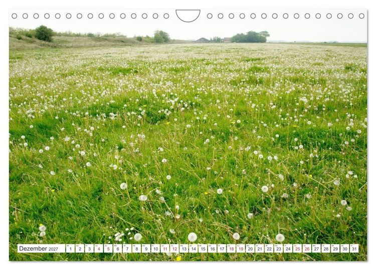 Produktbild: Gute Laune - L&ouml;wenzahn (Wandkalender 2027 DIN A4 quer), CALVENDO Monatskalender