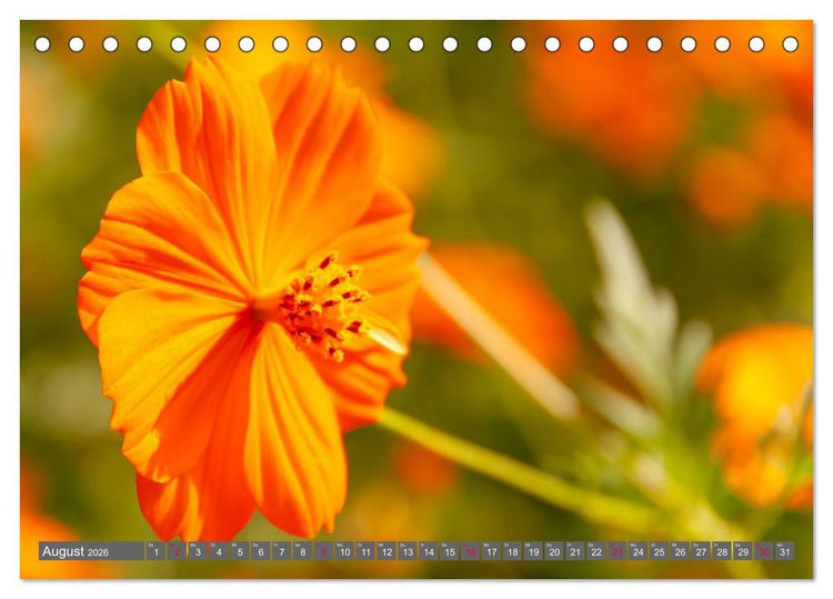 Produktbild: Blumenpracht der Welt (Tischkalender 2026 DIN A5 quer), CALVENDO Monatskalender