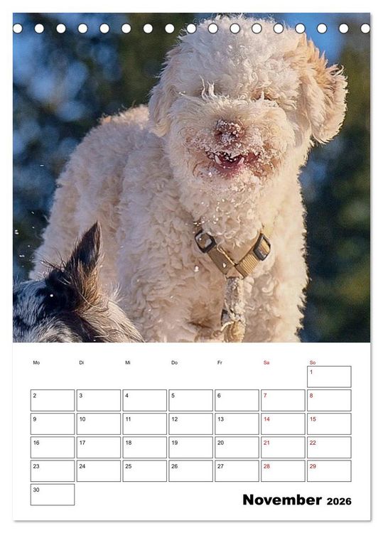 Produktbild: Lagotto Romagnolo - Lustige Zwerge (Tischkalender 2026 DIN A5 hoch), CALVENDO Monatskalender