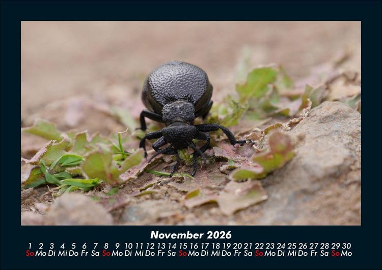 Produktbild: K&auml;fer 2026 Fotokalender DIN A5