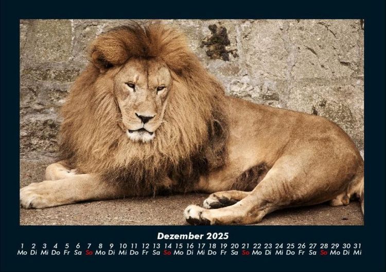 Produktbild: L&ouml;wen in der Wildnis 2025 Fotokalender DIN A4
