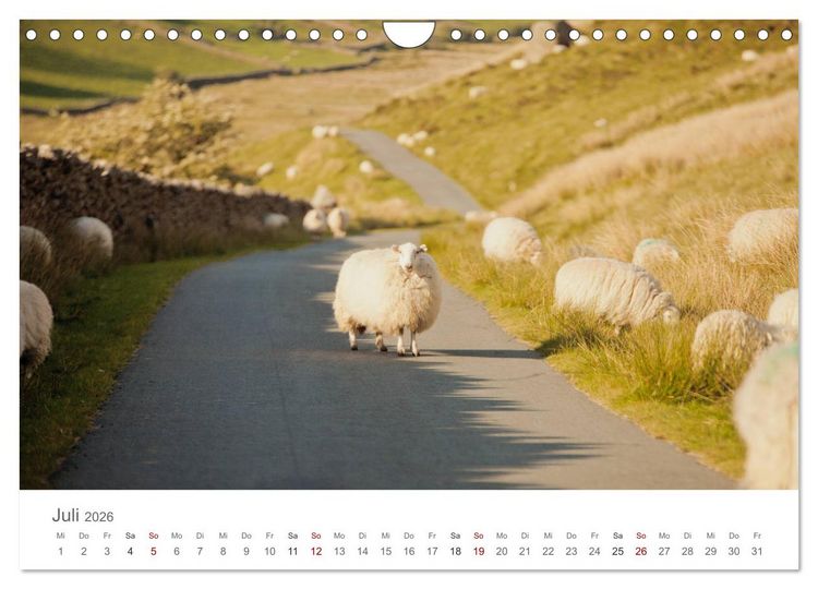 Produktbild: Schafe - Weich und wollig (Wandkalender 2026 DIN A4 quer), CALVENDO Monatskalender