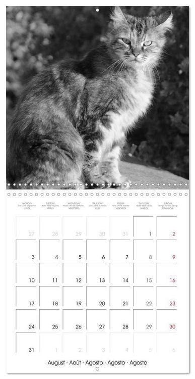 Produktbild: Black and white cat whispers (Wall Calendar 2026 12 &times; 12 Inch) CALVENDO 12 Month Wall Calendar