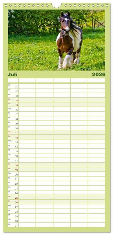 Produktbild: Familienplaner 2026 - Irish Tinker mit 5 Spalten (Wandkalender, 21 x 45 cm) CALVENDO