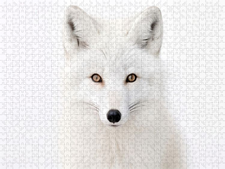 Produktbild: CALVENDO Puzzle Ein Motiv aus dem Kalender "Only white animals" | 1000 Teile Lege-Gr&ouml;&szlig;e 64x48cm Foto-Puzzle f&uuml;r gl&uuml;ckliche Stunden