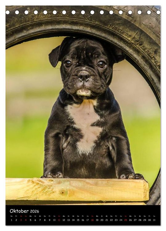 Produktbild: Franz&ouml;sische Bulldoggen - Eine Bully Liebeserk&auml;rung (Tischkalender 2026 DIN A5 hoch), CALVENDO Monatskalender