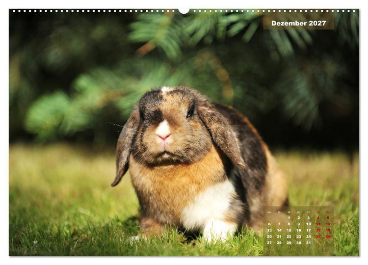 Produktbild: Kaninchen klein und putzig (hochwertiger Premium Wandkalender 2027 DIN A2 quer), Kunstdruck in Hochglanz