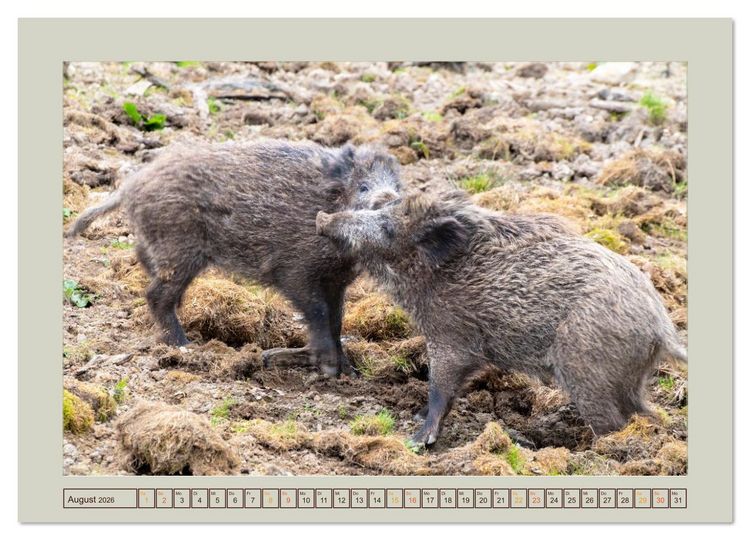 Produktbild: Wildschweine ganz nah an der Sau (Sus scrofa) von Tanja Riedel (hochwertiger Premium Wandkalender 2026 DIN A2 quer), Kunstdruck in Hochglanz