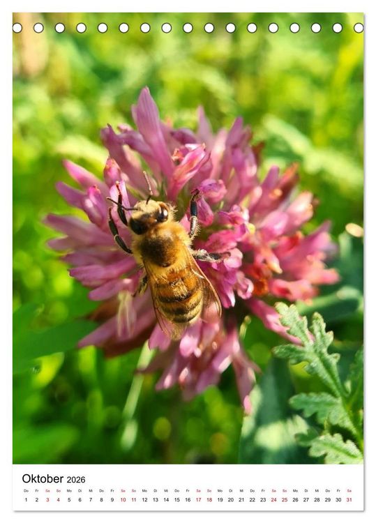 Produktbild: Imkers flei&szlig;igste Bienen - So arbeiten meine Immen &ndash; Originalaufnahmen aus erster Hand (Tischkalender 2026 DIN A5 hoch), CALVENDO Monatskalender