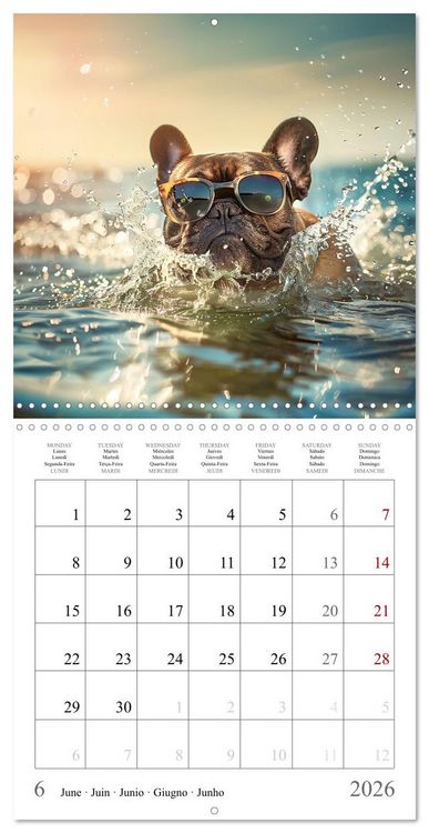 Produktbild: French Bulldogs (Wall Calendar 2026 12 &times; 12 Inch) CALVENDO 12 Month Wall Calendar