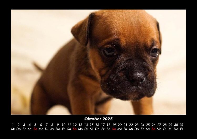 Produktbild: Hundezauber 2025 Fotokalender DIN A3