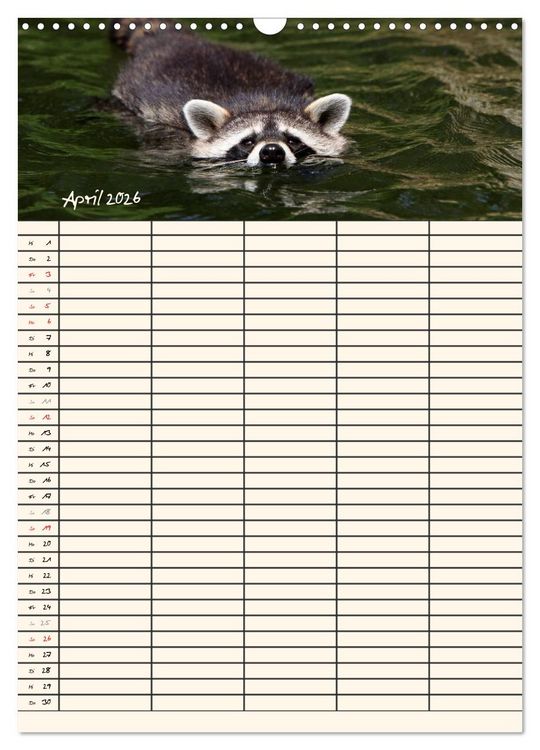 Produktbild: Waschb&auml;ren Familienplaner (Wandkalender 2026 DIN A3 hoch), CALVENDO Monatskalender