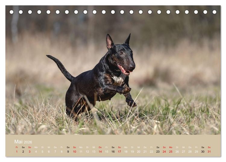 Produktbild: Bullterrier - charmante Herzensbrecher (Tischkalender 2026 DIN A5 quer), CALVENDO Monatskalender
