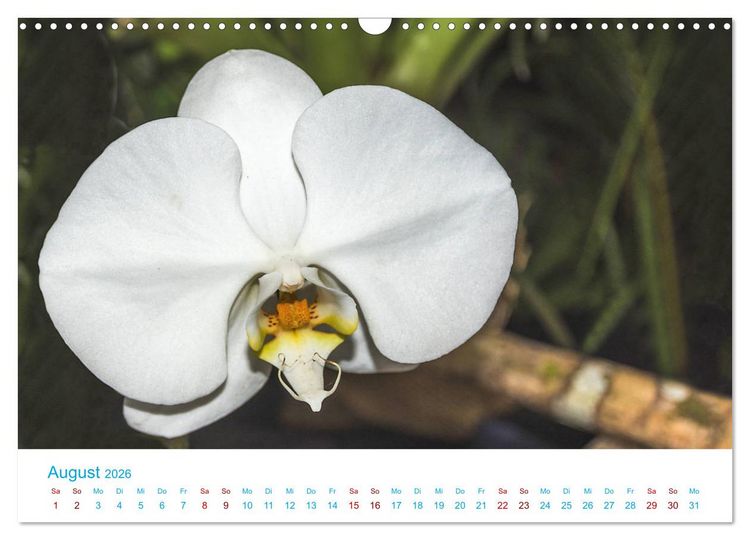 Produktbild: Die K&ouml;nigin der Blumenwelt, die Orchidee (Wandkalender 2026 DIN A3 quer), CALVENDO Monatskalender