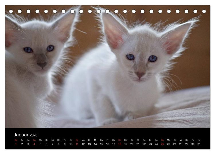 Produktbild: Orientalische Katzen (Tischkalender 2026 DIN A5 quer), CALVENDO Monatskalender