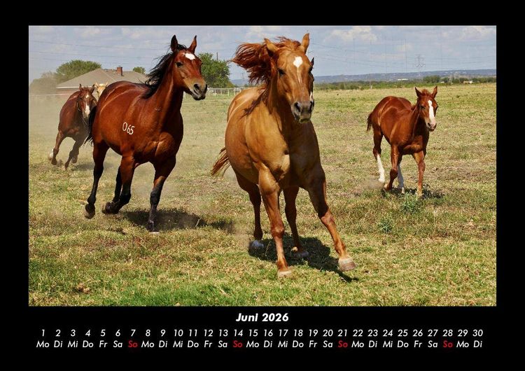 Produktbild: Die Welt der Pferde 2026 Fotokalender DIN A3