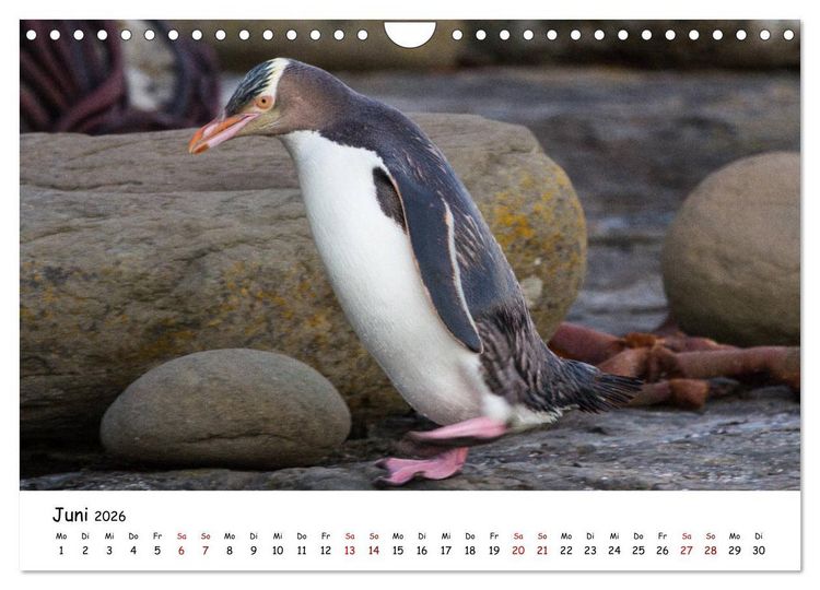 Produktbild: Neuseeland-Aotearoa, Land der wei&szlig;en Wolke (Wandkalender 2026 DIN A4 quer), CALVENDO Monatskalender