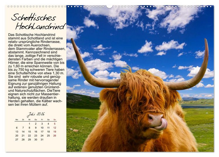 Produktbild: Majest&auml;tische Horntr&auml;ger (hochwertiger Premium Wandkalender 2026 DIN A2 quer), Kunstdruck in Hochglanz