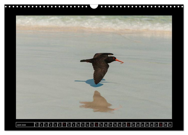 Produktbild: V&ouml;gel von "Down Under" Australien (Wandkalender 2026 DIN A3 quer), CALVENDO Monatskalender