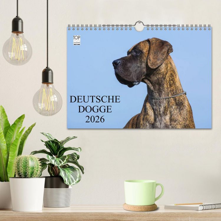 Produktbild: Deutsche Dogge 2026 (Wandkalender 2026 DIN A4 quer), CALVENDO Monatskalender