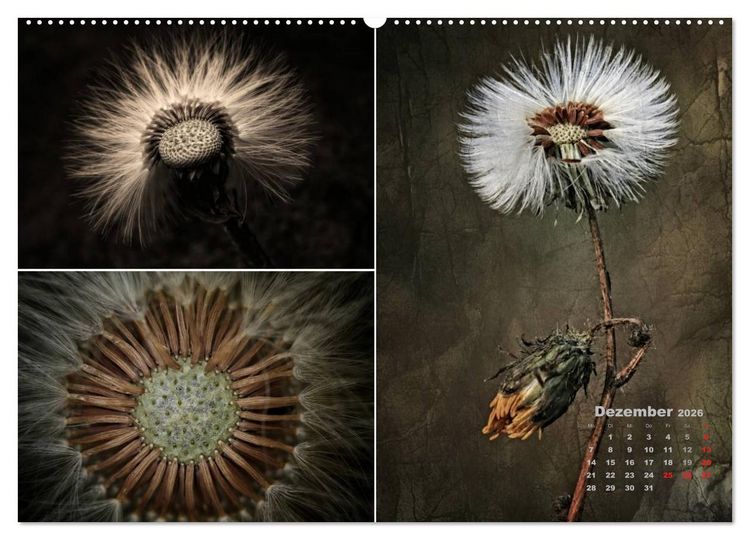 Produktbild: Blumenreise 2026 (Wandkalender 2026 DIN A2 quer), CALVENDO Monatskalender
