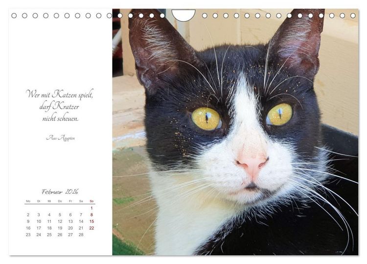 Produktbild: Catlovers - Ein Jahr voller Samtpfoten und charmanten Weisheiten (Wandkalender 2026 DIN A4 quer), CALVENDO Monatskalender