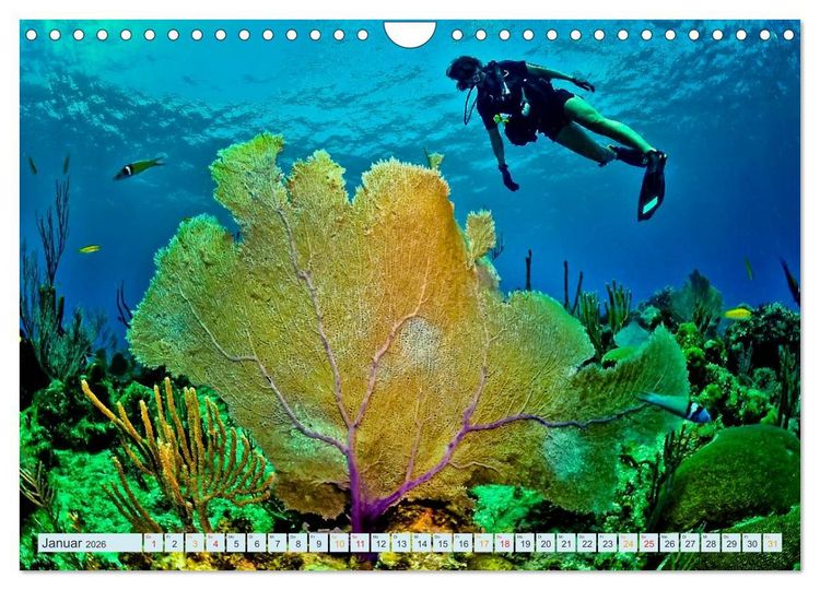 Produktbild: Tauchen - Abenteuer unter Wasser (Wandkalender 2026 DIN A4 quer), CALVENDO Monatskalender