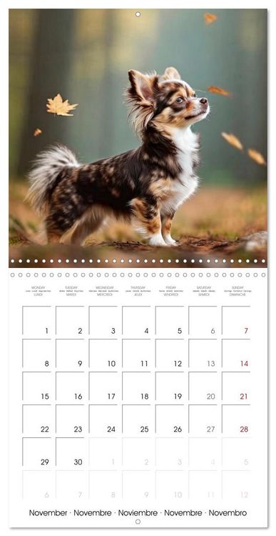 Produktbild: Chihuahuas - Companions for the Whole Year (Wall Calendar 2027 12 &times; 12 Inch) CALVENDO 12 Month Wall Calendar