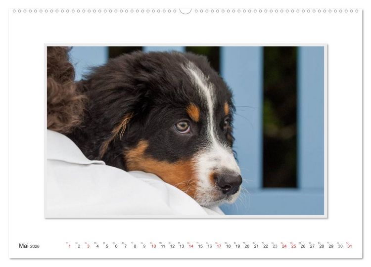Produktbild: Emotionale Momente: Berner Sennenhund. (Wandkalender 2026 DIN A2 quer), CALVENDO Monatskalender