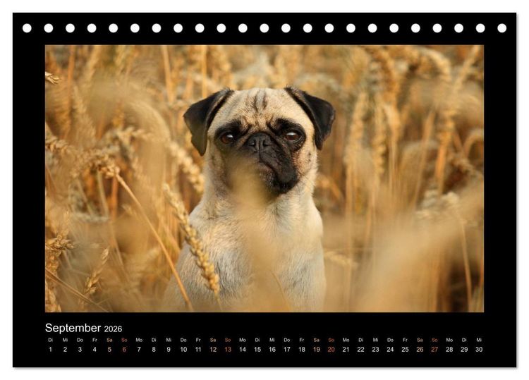 Produktbild: Der Feldfurchen-Mops (Tischkalender 2026 DIN A5 quer), CALVENDO Monatskalender