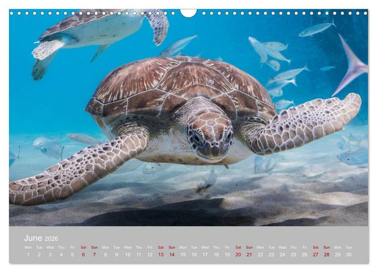 Produktbild: Caribbean Sea Turtles (Wall Calendar 2026 DIN A3 landscape), CALVENDO 12 Month Wall Calendar