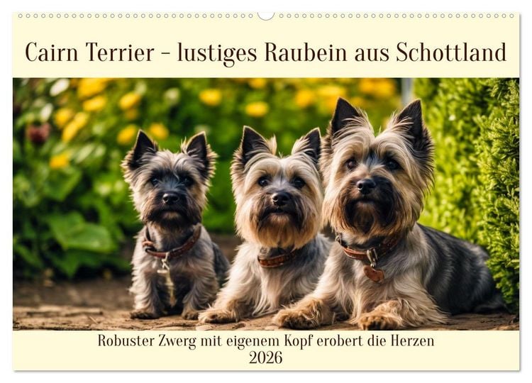Produktbild: Cairn Terrier - lustiges Raubein aus Schottland (Wandkalender 2026 DIN A2 quer), CALVENDO Monatskalender
