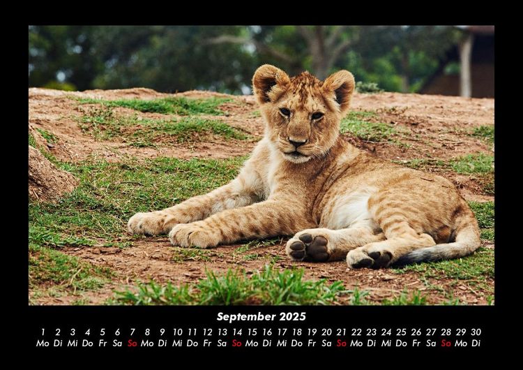 Produktbild: L&ouml;wen in der Wildnis 2025 Fotokalender DIN A3