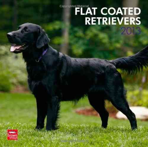 Produktbild: Flat-Coated Retrievers 2013