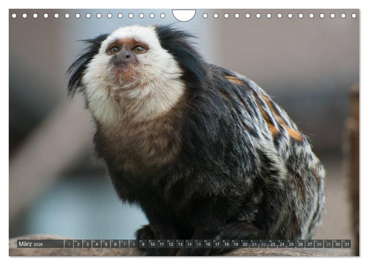 Produktbild: Wilde Tiere - Die sch&ouml;nsten Portraits (Wandkalender 2026 DIN A4 quer), CALVENDO Monatskalender