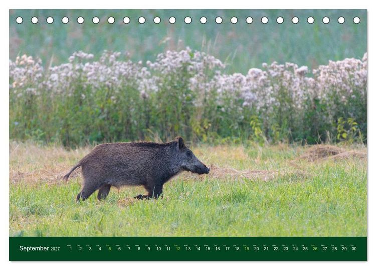 Produktbild: Wild Boars (Desk Calendar 2027 DIN A5 landscape), CALVENDO 12 Month DeskCalendar