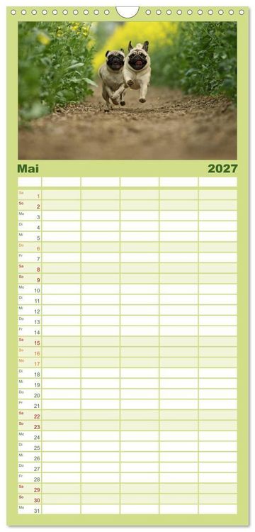 Produktbild: Familienplaner 2027 - Der MOPS-Kalender mit 5 Spalten (Wandkalender, 21 x 45 cm) CALVENDO