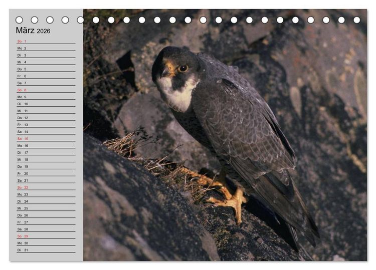 Produktbild: Falken und Greifv&ouml;gel - Edle J&auml;ger (Tischkalender 2026 DIN A5 quer), CALVENDO Monatskalender