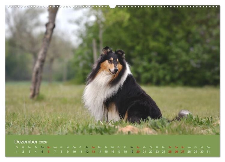 Produktbild: Collies - charmante Herzensbrecher (hochwertiger Premium Wandkalender 2026 DIN A2 quer), Kunstdruck in Hochglanz