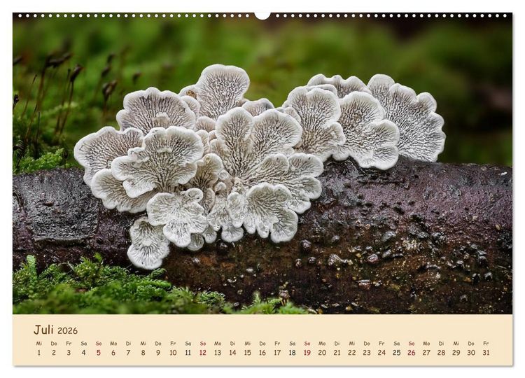 Produktbild: Pilzgalerie - Eindrucksvolle Aufnahmen von unseren heimischen Pilzen (Wandkalender 2026 DIN A2 quer), CALVENDO Monatskalender