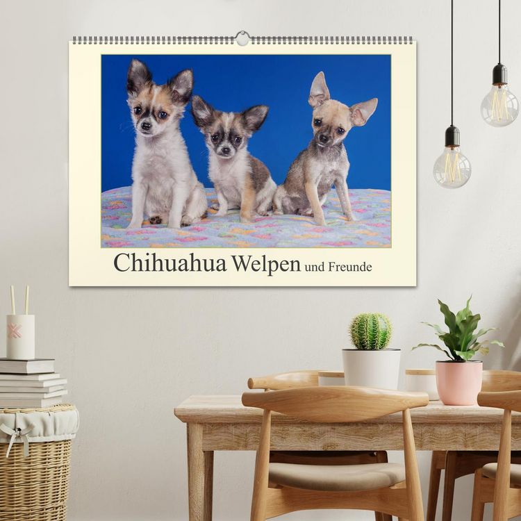 Produktbild: Chihuahua Welpen und Freunde (Wandkalender 2026 DIN A2 quer), CALVENDO Monatskalender