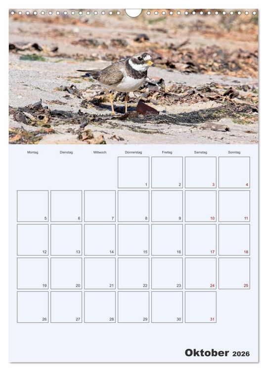 Produktbild: Wildes Leben auf Helgoland (Wandkalender 2026 DIN A3 hoch), CALVENDO Monatskalender