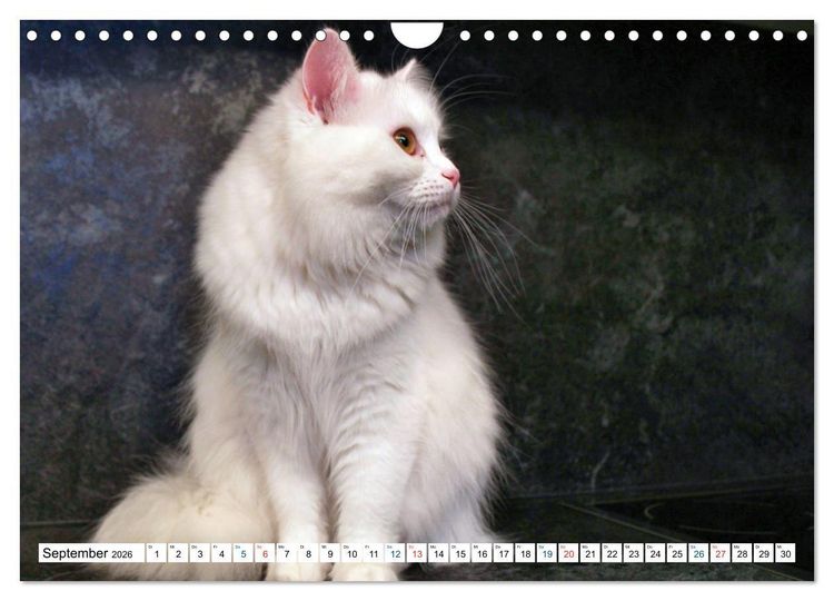 Produktbild: Die Perserkatze - Farbschlag Wei&szlig; (Wandkalender 2026 DIN A4 quer), CALVENDO Monatskalender